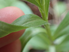 Sericocarpus rigidus