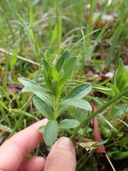 Sericocarpus rigidus