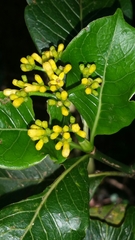 Psychotria parkeri