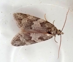 Cnephasia incertana