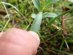 Sericocarpus rigidus