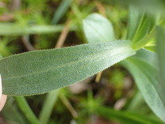 Sericocarpus rigidus