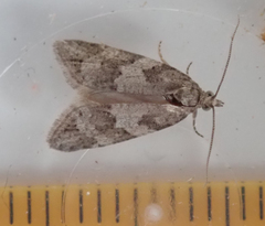 Cnephasia incertana