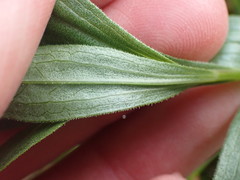 Sericocarpus rigidus