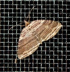 Anticlea multiferata