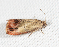 Olethreutes hamameliana