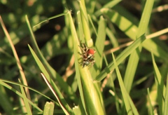 Habronattus forticulus