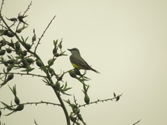 Tyrannus melancholicus