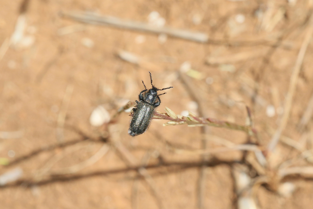 Trochantodon tibiellus