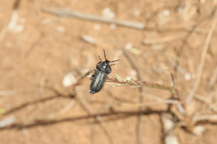 Trochantodon tibiellus