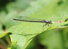Enallagma vesperum