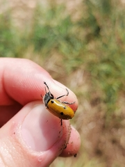 Lachnaia sexpunctata