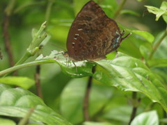 Arhopala centaurus nakula
