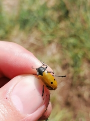 Lachnaia sexpunctata