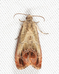 Olethreutes hamameliana