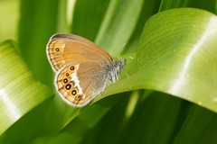 Coenonympha hero