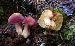 Tricholomopsis rutilans image