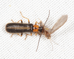 Rhagonycha scitula