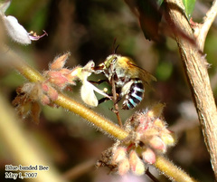 Amegilla cingulata
