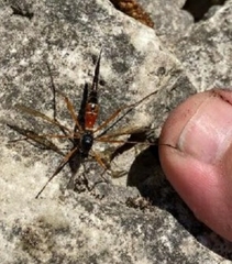 Tanyptera