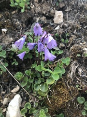 Soldanella