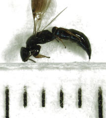 Sierola thorpei