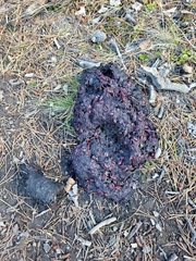 Ursus arctos horribilis