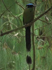 Momotus aequatorialis