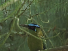 Momotus aequatorialis