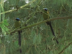 Momotus aequatorialis