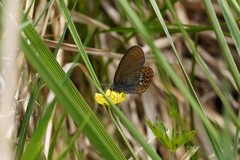 Coenonympha hero