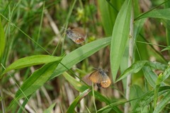 Coenonympha hero