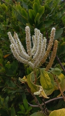 Colebrookea oppositifolia
