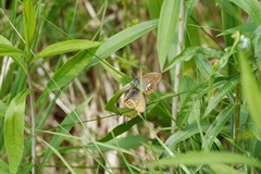 Coenonympha hero