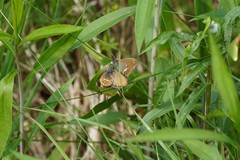 Coenonympha hero