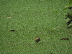 Columbina talpacoti
