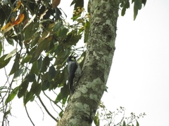 Melanerpes formicivorus