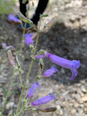 Penstemon laetus sagittatus