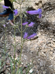 Penstemon laetus sagittatus