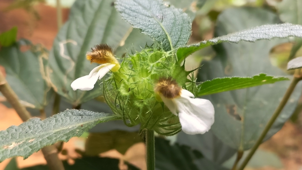 Leucas ciliata (Leucas ciliata)