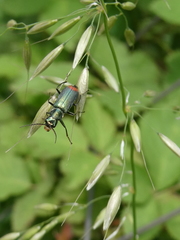 Clanoptilus geniculatus