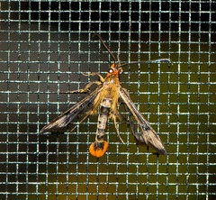 Synanthedon acerni