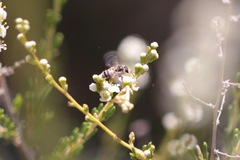 Hesperapis ilicifoliae