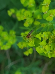 Oberea erythrocephala