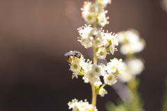 Hesperapis ilicifoliae