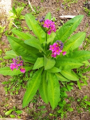 Primula parryi