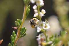 Hesperapis ilicifoliae