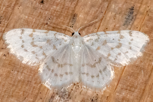 Fragile White Carpet photo 3