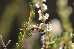 Hesperapis ilicifoliae
