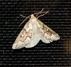 Caripeta divisata